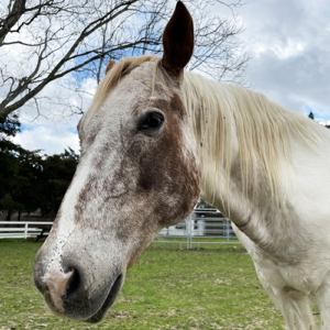 horse at Kemah Palms Rehab in Houston