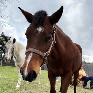 horse at Kemah Palms Rehab in Houston