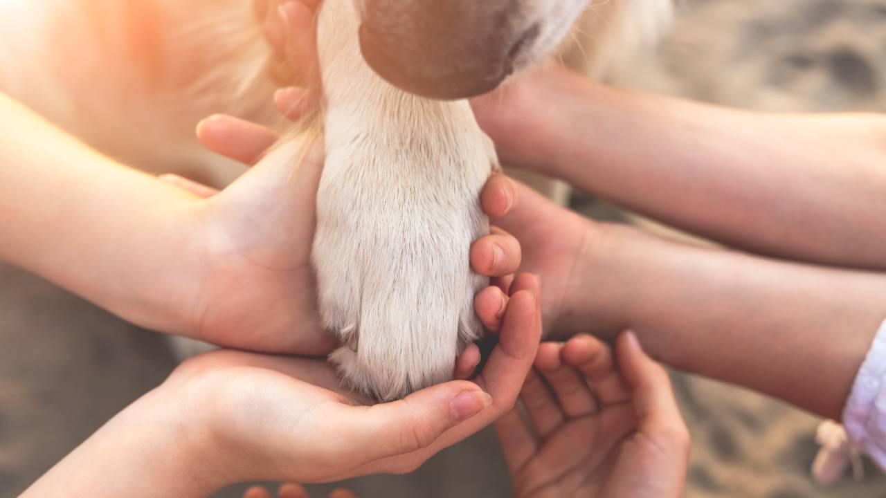 Animal-Assisted Therapy for Substance Abuse: How It Helps