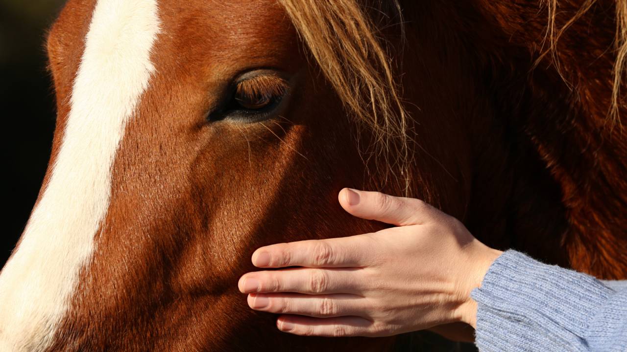 Horse Therapy for Emotional Healing: How It Supports Recovery