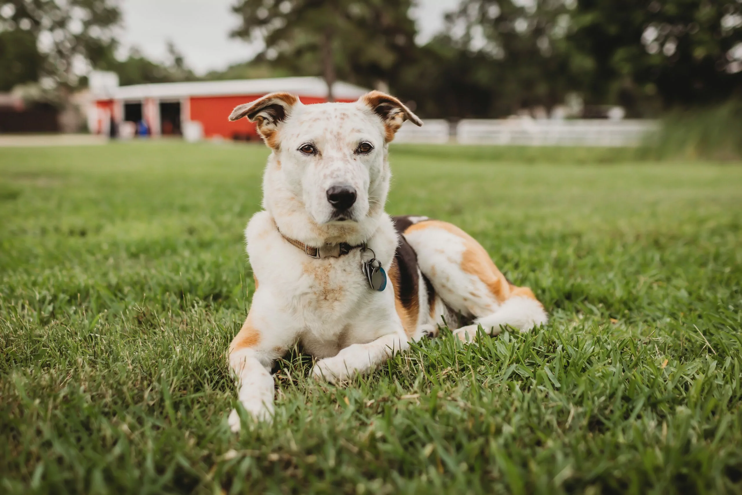 dog at Kemah Palms Recovery in South Hoston