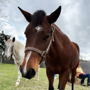 horse at Kemah Palms Rehab in Houston