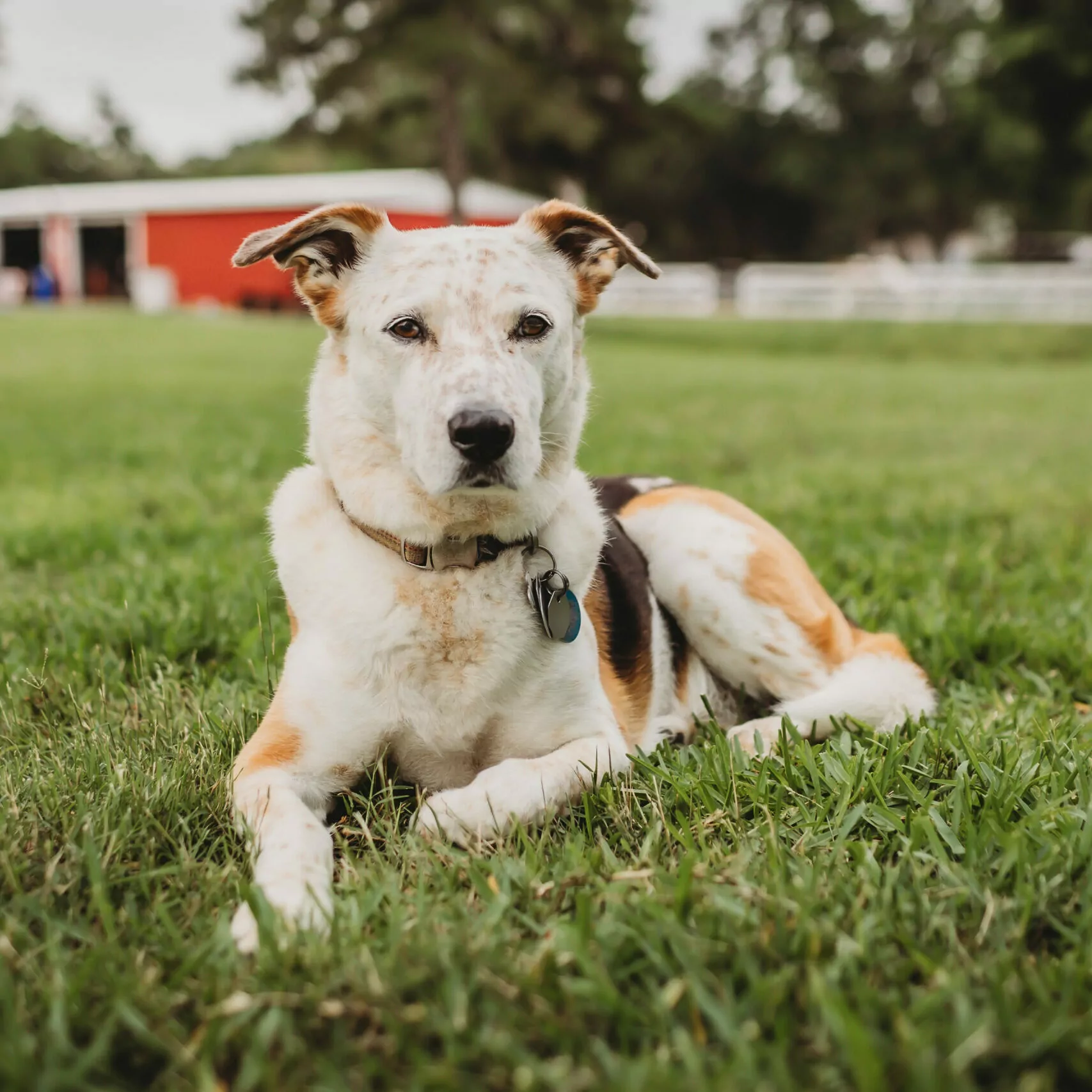 dog at Kemah Palms Rehab in Houston