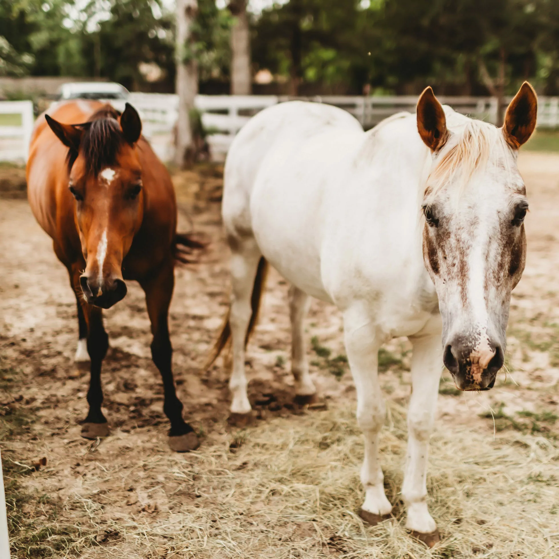horses at Kemah Palms Rehab in Houston