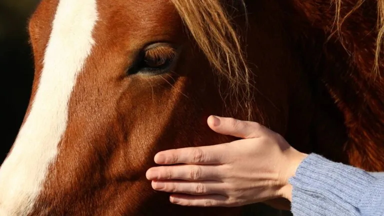 Horse Therapy for Emotional Healing: How It Supports Recovery